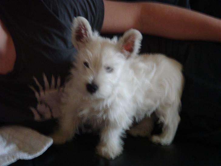 West highland white terrier anton billede 9