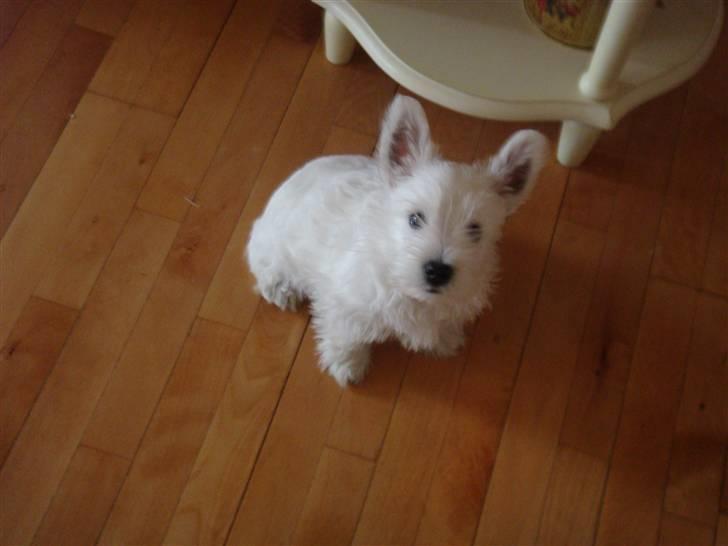 West highland white terrier anton billede 10