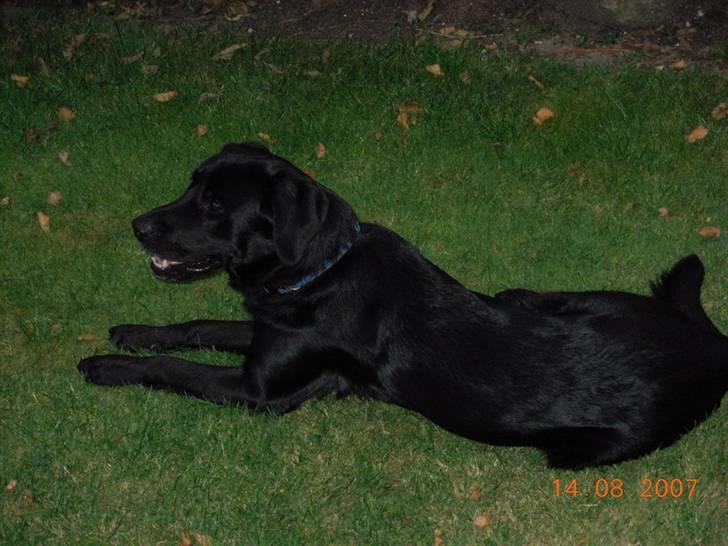 Labrador retriever Oscar billede 11