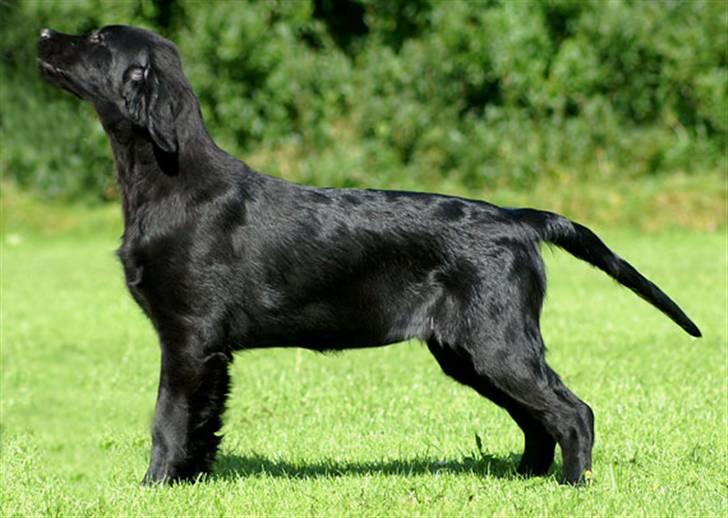 Flat coated retriever Tequila  billede 1