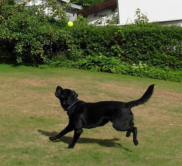 Labrador retriever Oscar billede 12