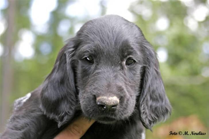 Flat coated retriever Tequila  - 8 uger billede 2