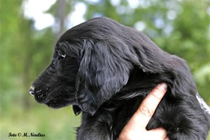 Flat coated retriever Tequila  - 8 uger billede 3