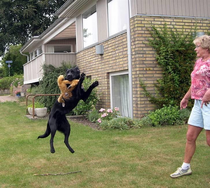 Labrador retriever Oscar billede 13