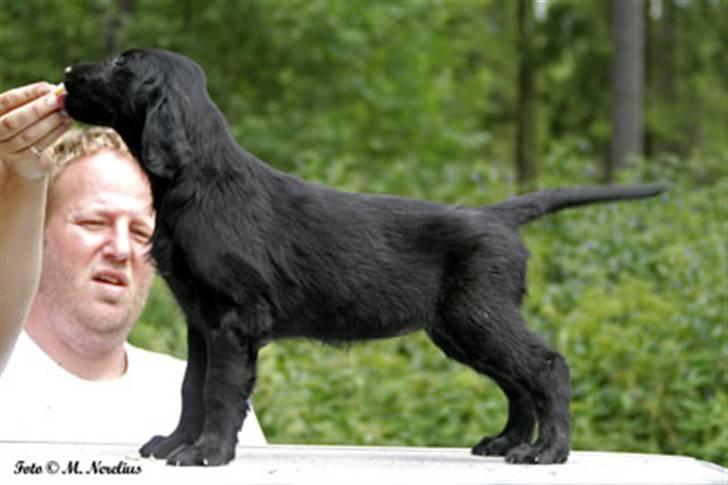 Flat coated retriever Tequila  - 8 uger billede 4