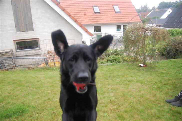 Labrador retriever Oscar - I belive I can FLY !! :D billede 14