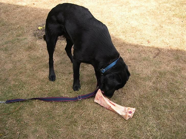 Labrador retriever Oscar billede 15