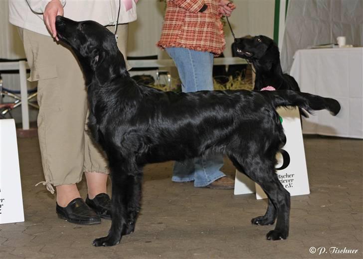 Flat coated retriever Tequila  - Tequila BIR - BIS 2 i Bække billede 5