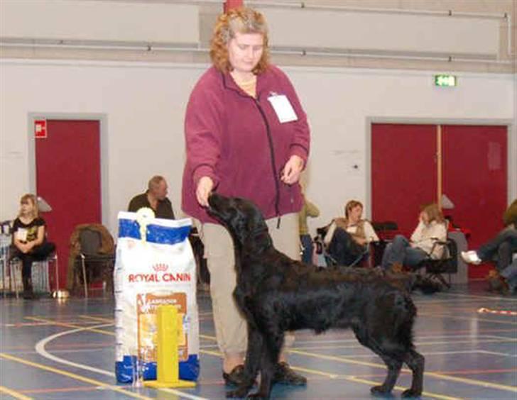 Flat coated retriever Tequila  - Tequila BIR - BIS 3 i Århus billede 6