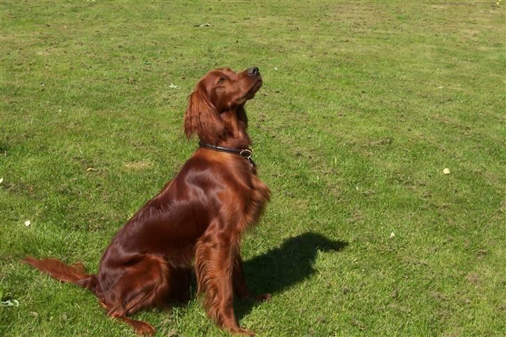 Irsk setter Lohmans Norma - Chica der venter på at hendes dummi bliver kastet så hun kan hente den.. billede 2