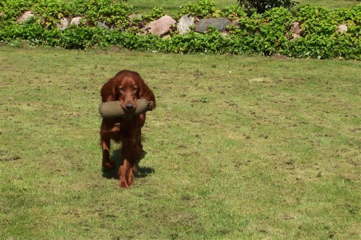 Irsk setter Lohmans Norma - Chica der er på vej til at aflevere dummien. billede 3