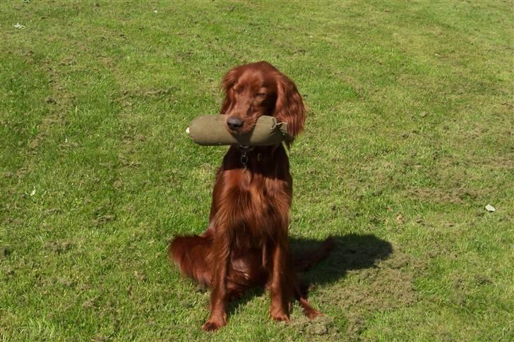 Irsk setter Lohmans Norma - Chica der sidder lidt sjovt :D billede 4