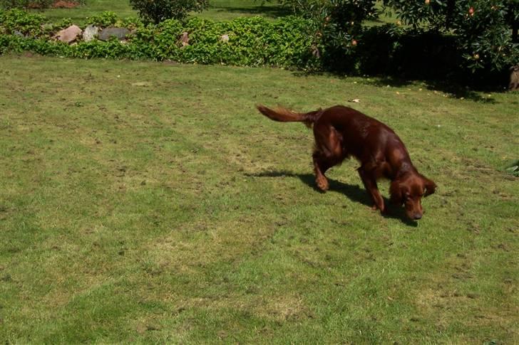 Irsk setter Lohmans Norma - Chica der søger efter en ny kastet dummi billede 5