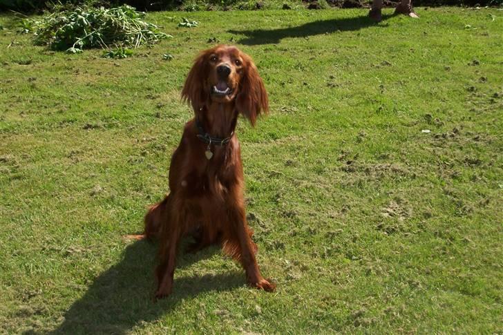 Irsk setter Lohmans Norma - Chica <33 billede 6