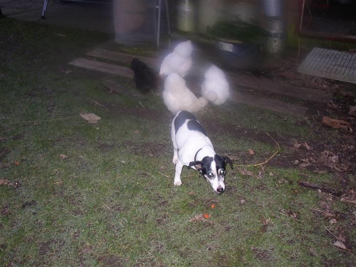 Jack russell terrier Funny R.I.P billede 9