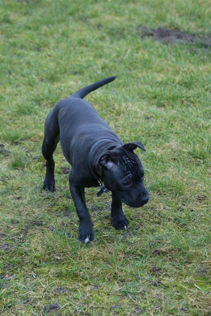 Staffordshire bull terrier Desmound - Sådan ser man ud når man har gjordt noget man ikke må.. Thi hi billede 9