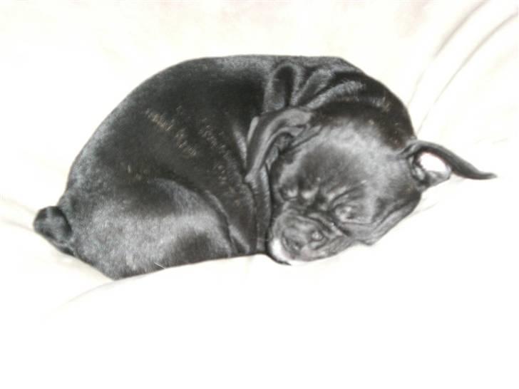 Fransk bulldog Frk Lotte - Noller. <3 billede 18