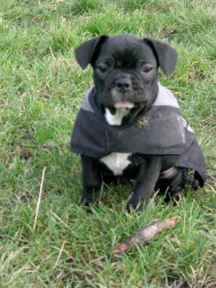 Fransk bulldog Frk Lotte - Noller. <3 billede 19