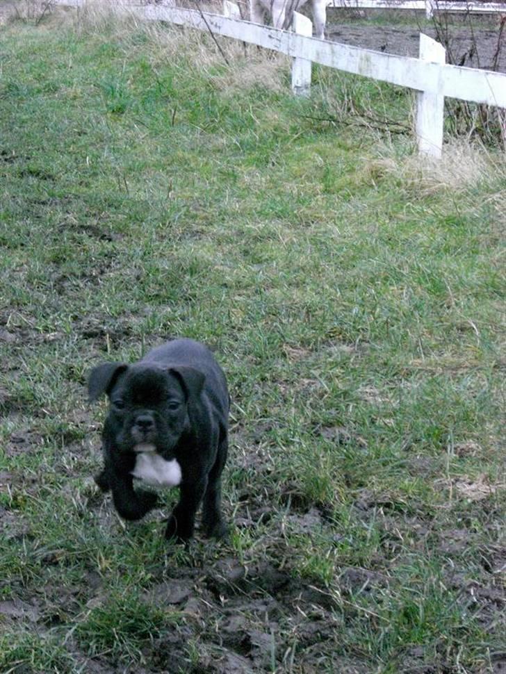 Fransk bulldog Frk Lotte - Noller. <3 billede 20