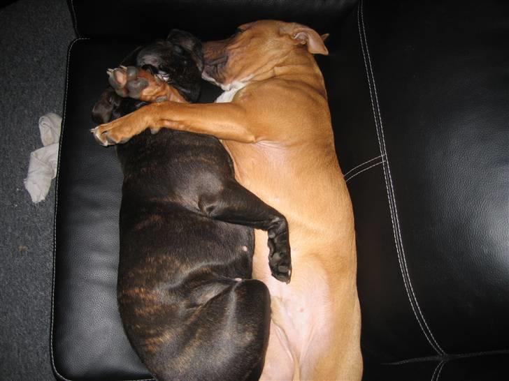 Staffordshire bull terrier *Miko aka Diego* billede 9