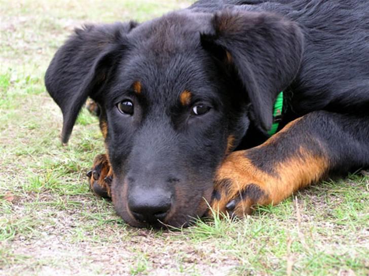 Beauceron Aisha Du Perouet R.I.P.  - AISHA DU PEROUET billede 1