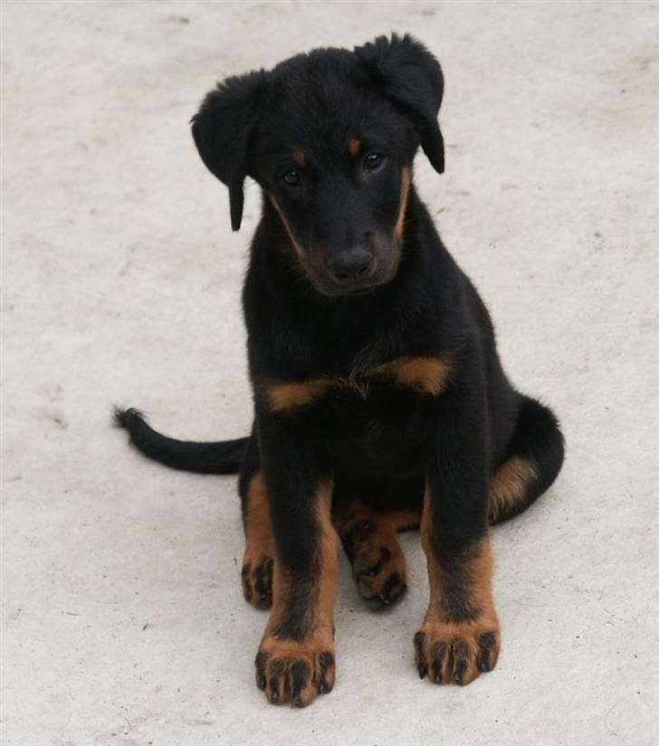 Beauceron Aisha Du Perouet R.I.P.  billede 2