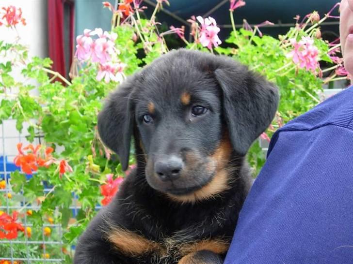 Beauceron Aisha Du Perouet R.I.P.  billede 3