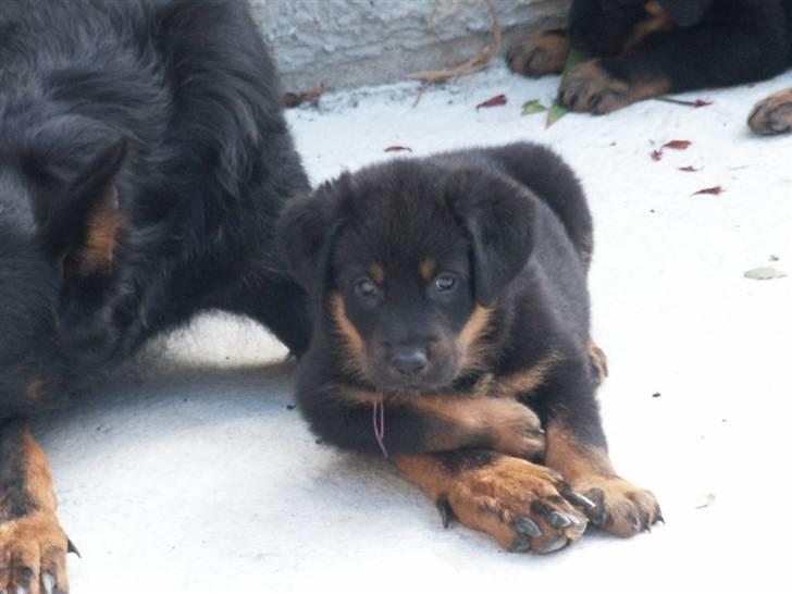 Beauceron Aisha Du Perouet R.I.P.  billede 4