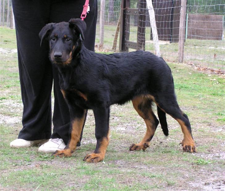 Beauceron Aisha Du Perouet R.I.P.  billede 5