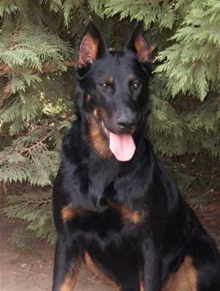 Beauceron Aisha Du Perouet R.I.P.  - Aisha´s mor, Tharga Du Perouet billede 7