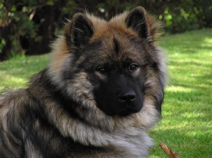 Eurasier Havnevejens Dax (Taico) billede 1