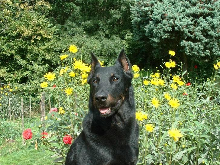 Beauceron Aisha Du Perouet R.I.P.  - Aisha´s far, Rocco... billede 8