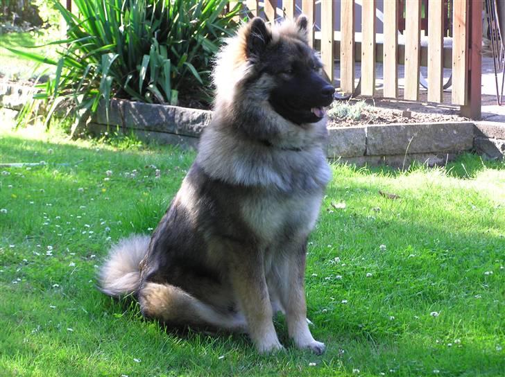 Eurasier Havnevejens Dax (Taico) billede 2