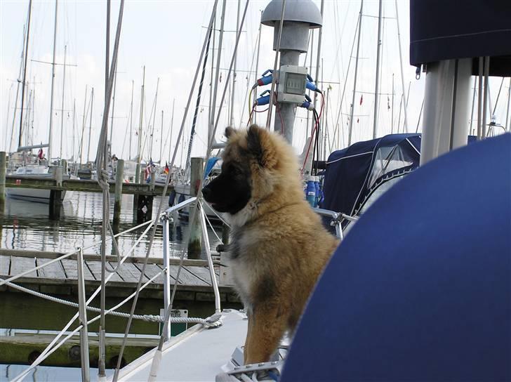 Eurasier Havnevejens Dax (Taico) billede 3