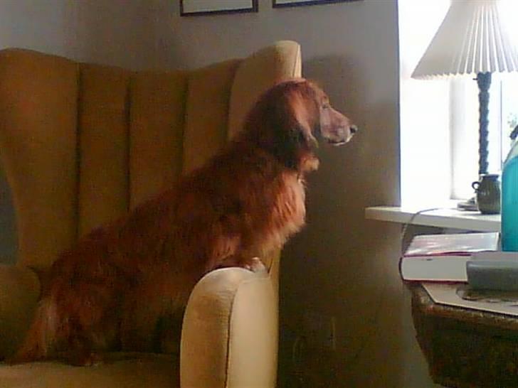 Gravhund Knud - står lige og holder udkig efter folk, der ikk må være der ;P billede 10