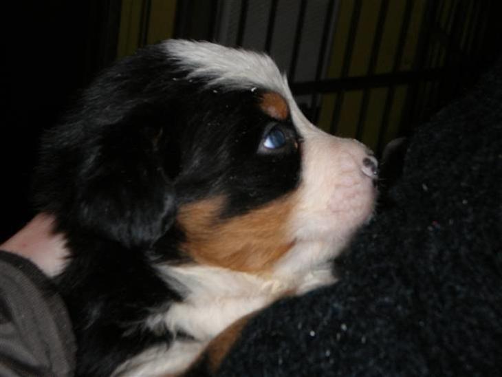 {{currentPhoto.altText}} billede {{currentPhoto.number}}