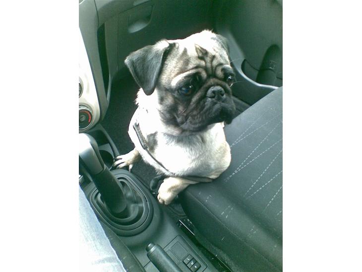 {{currentPhoto.altText}} billede {{currentPhoto.number}}