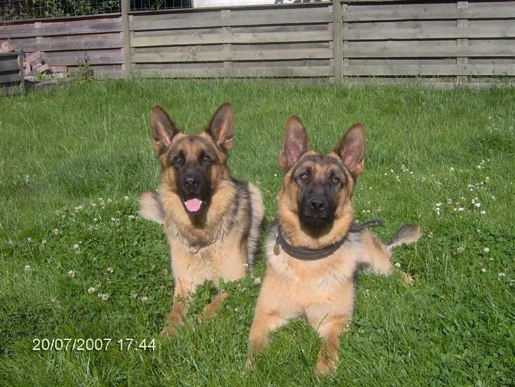 Schæferhund Sacko R.I.P :'( - Sacko og Rocky ude i haven<3 billede 1