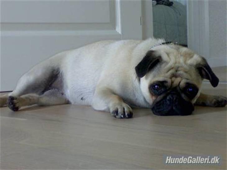 {{currentPhoto.altText}} billede {{currentPhoto.number}}