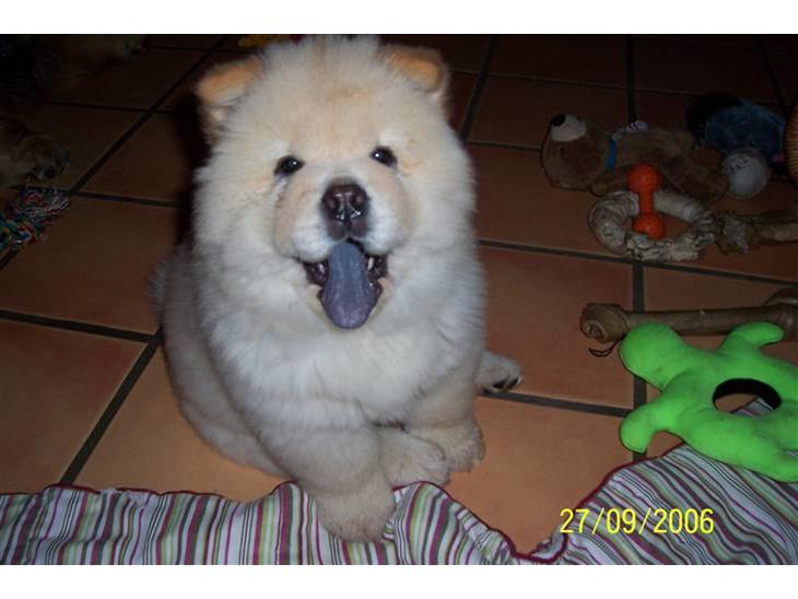 Chow chow Litchi Chow Daisy May - Lille Daisy May, med sin flotte blå tunge. Nyhed 9/10-2009, Daisy har fået hvalpe. billede 1