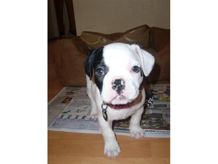 {{currentPhoto.altText}} billede {{currentPhoto.number}}