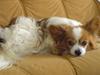 Papillon Teddy