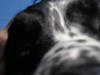 Engelsk springer spaniel Aida