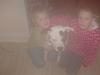 Amerikansk staffordshire terrier lucifer
