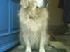 Golden retriever Niko(L)