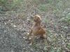 Vizsla Pelle