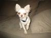 Chihuahua Victor