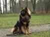 Eurasier Balules Devil By Night