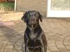Labrador retriever Jason