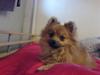 Pomeranian King